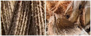 cassava stalks +coconut husks