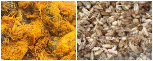 palm pulp+brewers grains